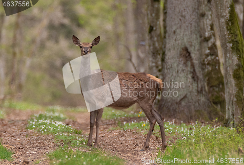 Image of  Red deer (Cervus elaphus) female in spring