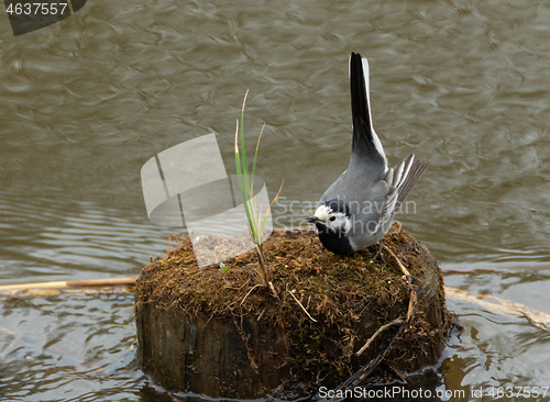 Image of White wagtail (Motacilla alba) in spring