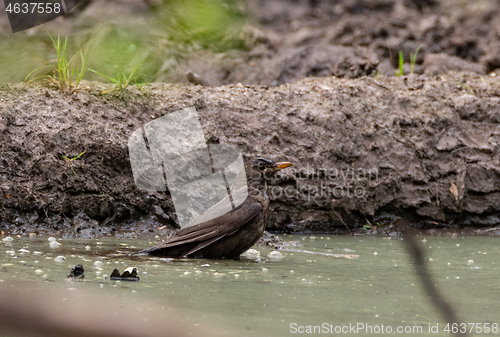 Image of Common Blackbird (Turdus merula) female in bath