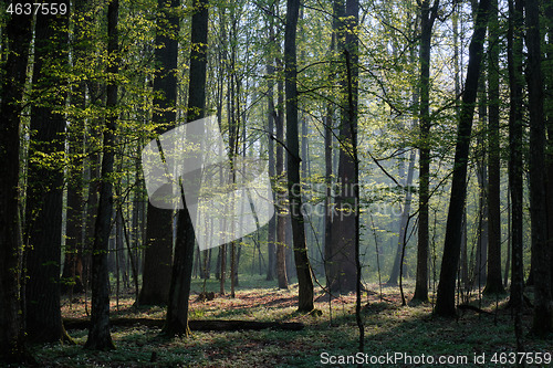 Image of Deciduous forest in springtime sunrise