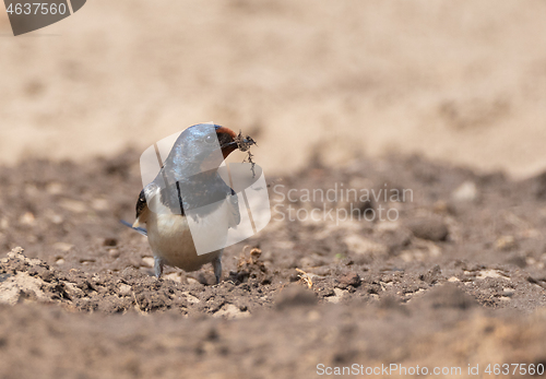 Image of Barn swallow (Hirundo rustica) on ground