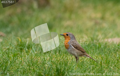 Image of European robin (Erithacus rubecula) in grass