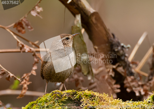 Image of Eurasian wren (Troglodytes troglodytes) close up in spring