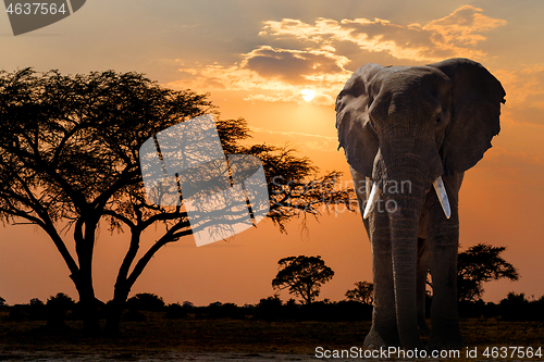 Image of Africa sunset over acacia tree and elephant