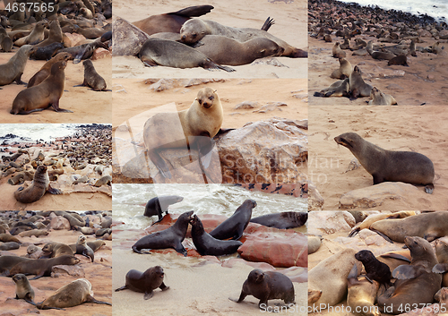Image of Collection of of Brown fur seal - sea lions Africa