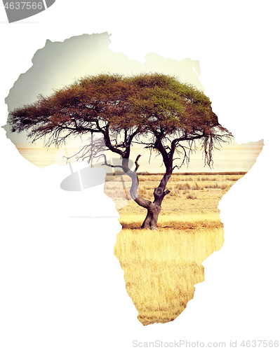 Image of Map of africa continent concept with acacia