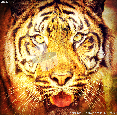 Image of Sumatran Tiger, Panthera tigris sumatrae