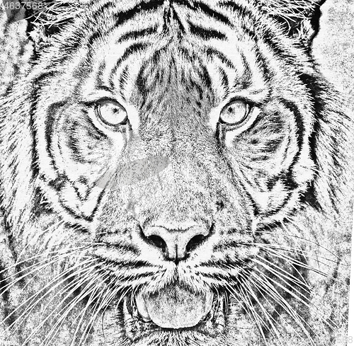 Image of Sumatran Tiger, Panthera tigris sumatrae