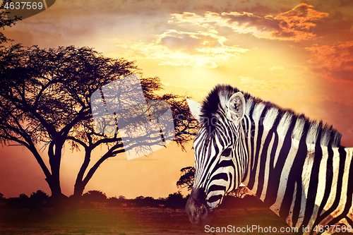 Image of Zebra portrait on african sunset with acacia background. Africa safari Wildlife concept