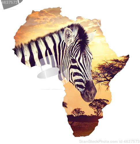 Image of Zebra portrait on african sunset with acacia background. Map, continent of africa. Wildlife and wilderness Map of africa concept