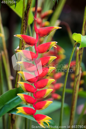 Image of Heliconia rostrata flower, Nosy Be, Madagascar