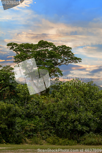 Image of Landscape of Masoala National Park, Madagascar