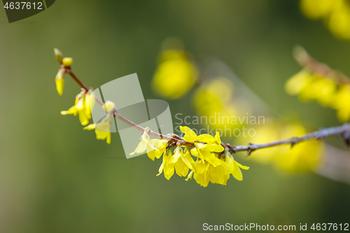 Image of Blooming forthysia tree in spring