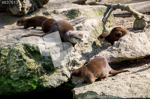 Image of European otter family (Lutra lutra)