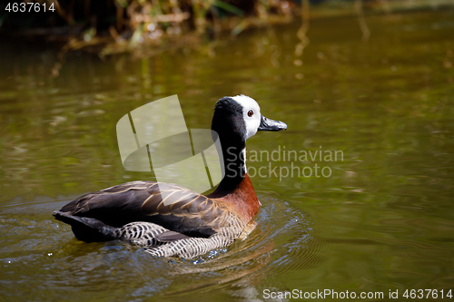 Image of White-faced whistling duck