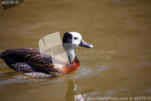 Image of White-faced whistling duck