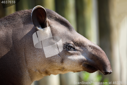 Image of South American tapir (Tapirus terrestris)