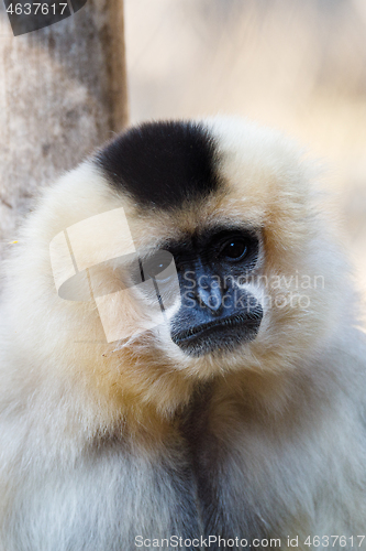 Image of primatte Yellow-cheeked gibbon (Nomascus gabriellae)