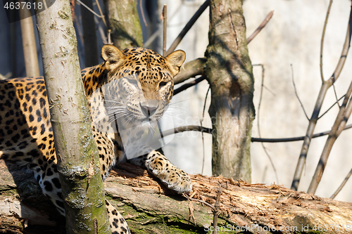 Image of cejlon Sri Lankan leopard, (Panthera pardus kotiya)