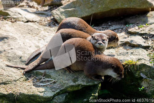 Image of European otter family (Lutra lutra)