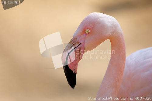 Image of Rose flamingo (Phoenicopterus roseus)