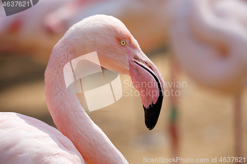 Image of Rose flamingo (Phoenicopterus roseus)