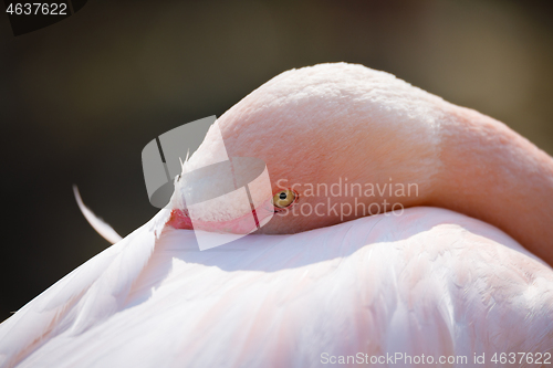 Image of resting Rose flamingo (Phoenicopterus roseus)