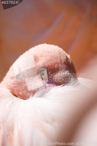 Image of resting Rose flamingo (Phoenicopterus roseus)