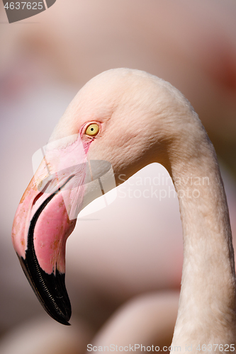 Image of Rose flamingo (Phoenicopterus roseus)