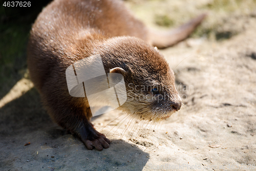Image of baby of European otter (Lutra lutra)