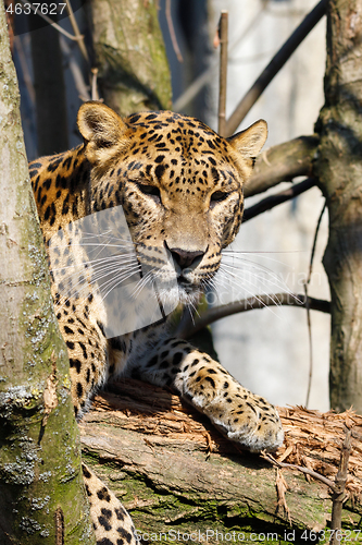 Image of cejlon Sri Lankan leopard, (Panthera pardus kotiya)