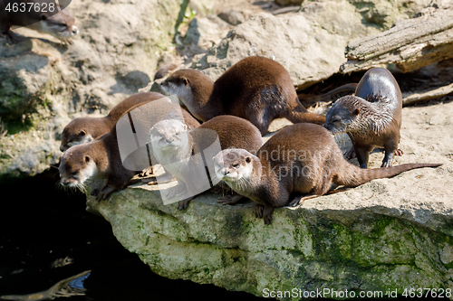 Image of European otter family (Lutra lutra)