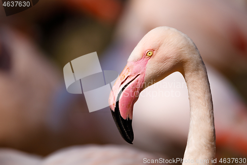 Image of Rose flamingo (Phoenicopterus roseus)