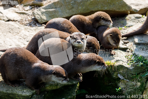 Image of European otter family (Lutra lutra)