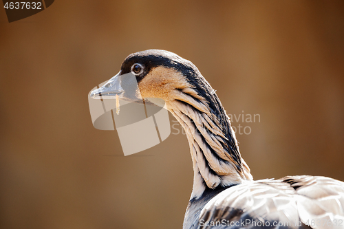 Image of Hawaiian goose (Branta sandvicensis)