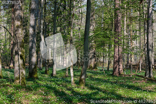 Image of Hornbeam tree deciduous forest in spring