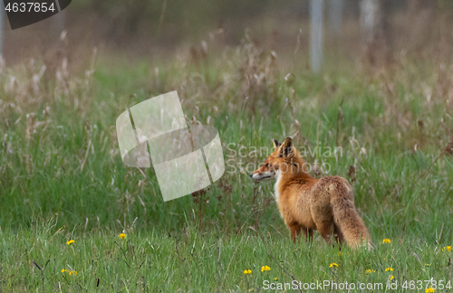 Image of Red fox (Vulpes vulpes) watching