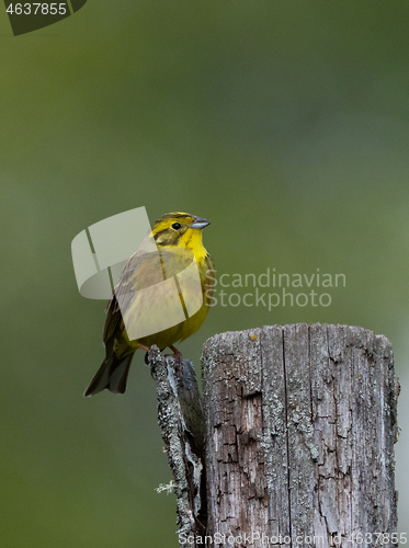 Image of Yellowhammer (Emberiza citrinella) male in spring