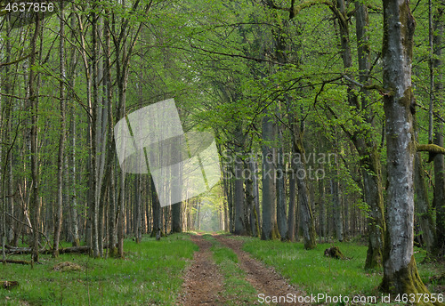 Image of Narrow ground road with trees along