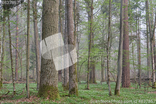 Image of Deciduous forest in springtime before sunrise