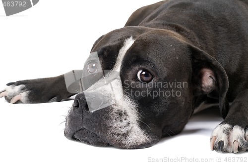 Image of Portrait of the american staffordshire terrier. Isolated 2