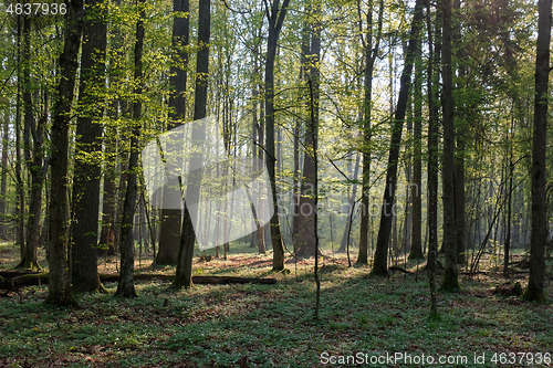 Image of Deciduous forest in springtime sunrise