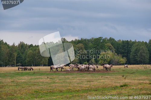 Image of Tarpan like Polish Horses herd