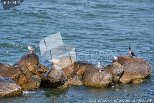 Image of Seabirds resting on wet rock in sea