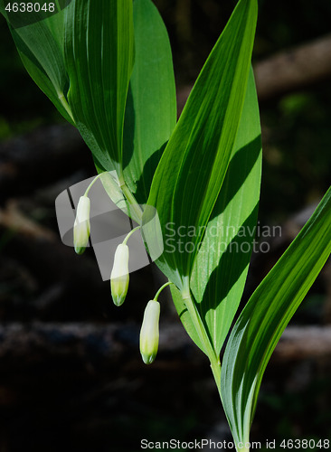 Image of Solomon Seal(Polygonatum odoratum) flowering in spring