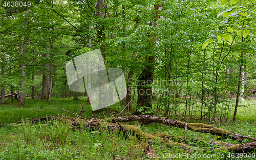 Image of Rich deciduous stand in spring with broken hornbeam tree