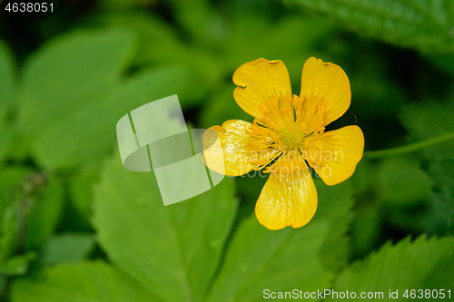 Image of Single Creeping Buttercup(Rannunculus repens) flower 