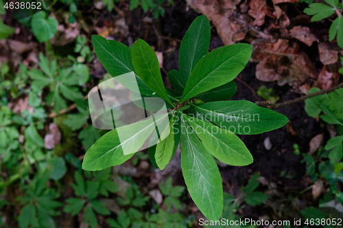 Image of February Daphne(Daphne mezereum) leaves from above