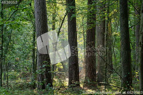 Image of Misty morning mixed tree stand