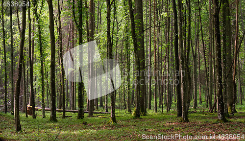 Image of Springtime deciduous tree stand with hornbeams and oaks